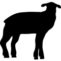 (image for) Lamb 2 _