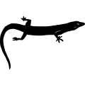 (image for) Lizard 1 =