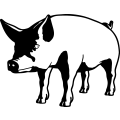 (image for) Pig 10 =