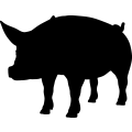 (image for) Pig 10a _
