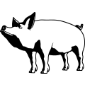 (image for) Pig 13 =