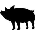 (image for) Pig 13a _