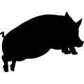 (image for) Pig 1a =