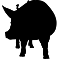 (image for) Pig 6a _