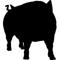 (image for) Pig 7a =