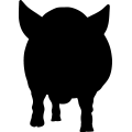 (image for) Pig 8a _