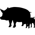 (image for) Pigs 1a =