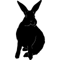 (image for) Rabbit 2 =