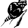 (image for) Raccoon 3 =