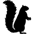 (image for) Squirrel 11 _