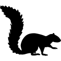 (image for) Squirrel 12 _