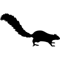 (image for) Squirrel 13 _