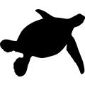 (image for) Green Sea Turtle 1 _