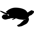 (image for) Green Sea Turtle 2 _
