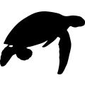 (image for) Green Sea Turtle 3 =