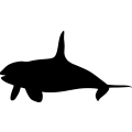 (image for) Killer Whale 1 _