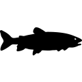 (image for) Laketrout =