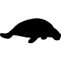 (image for) Manatee 1 _