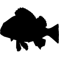 (image for) Rock Fish 1 _