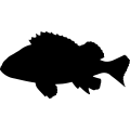 (image for) Rock Fish 3 _