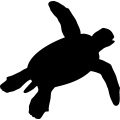 (image for) Sea Turtle 2 _