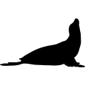 (image for) Seal 11 _