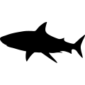 (image for) Shark 1a _