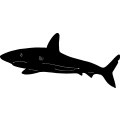 (image for) Shark 4 =