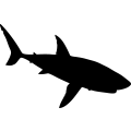 (image for) Shark 5 _