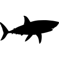 (image for) Shark 6 _