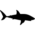(image for) Shark 7 _
