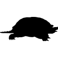 (image for) Snapping Turtle 3 _