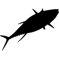 (image for) Tuna Fish 1 _