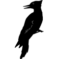 (image for) Woodpecker 1 =