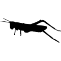 (image for) Grasshopper 1 _