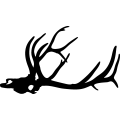 (image for) Elk Skull 1 =