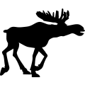 (image for) Moose 10a =