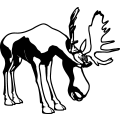(image for) Moose 4 =