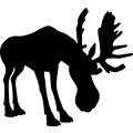 (image for) Moose 4a =