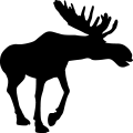 (image for) Moose 5a _