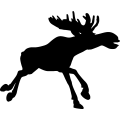 (image for) Moose 6a =