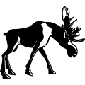 (image for) Moose 9 =