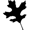 (image for) Leaf 129 _