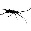 (image for) Bug 13 =