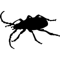 (image for) Bug 14 =