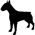 (image for) Bull Terrier 1 _