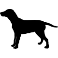 (image for) Dog 1 =