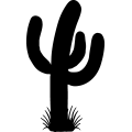 (image for) Cactus 2 _