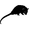 (image for) Opossum 002 =