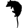 (image for) Opossum 003 _